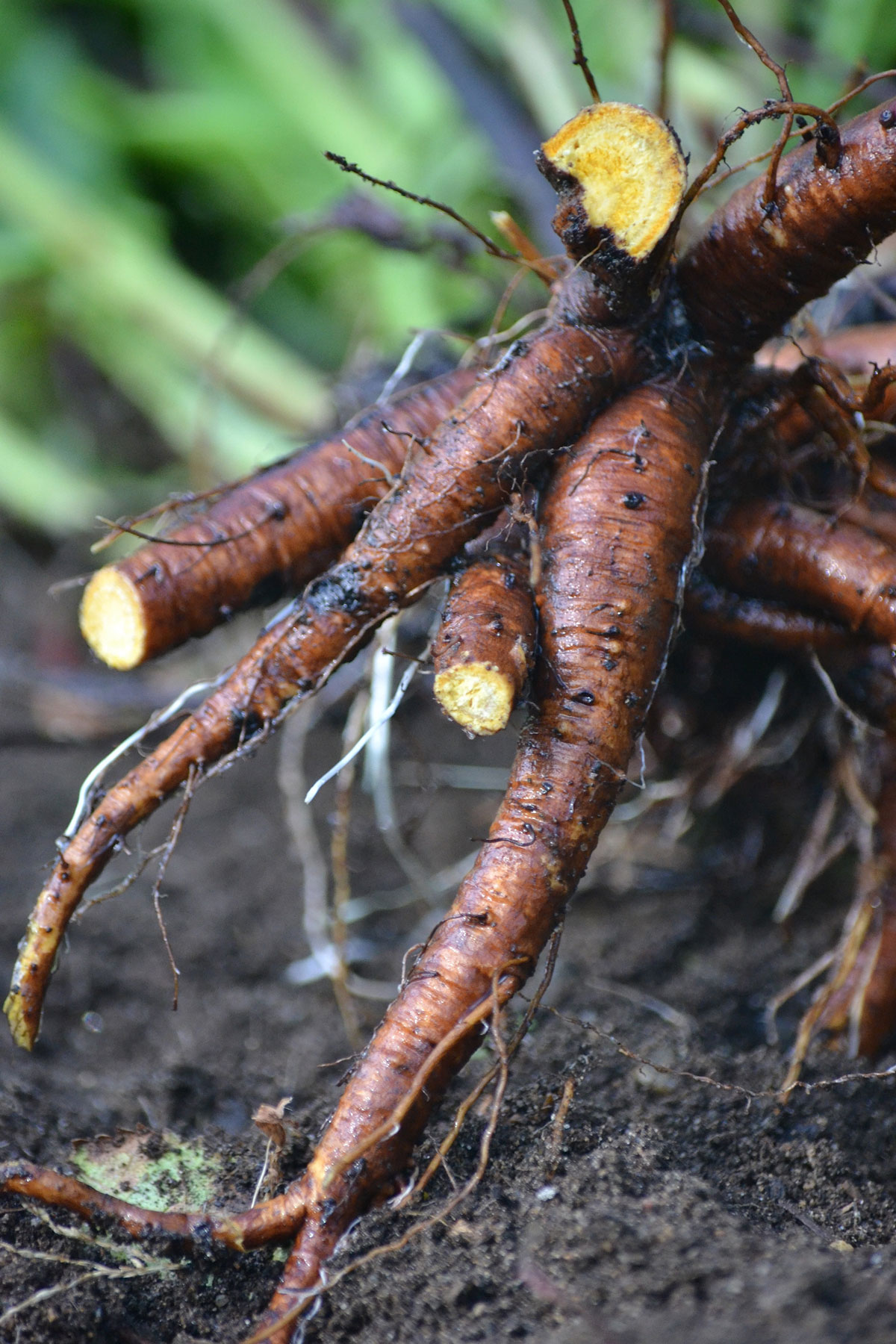 A Foraged Feast: Nutritional Value of Edible Wild Food | Herbal Academy | Learn about the nutritional density of edible wild food varieties, like dandelion, compared to their cultivated counterparts.