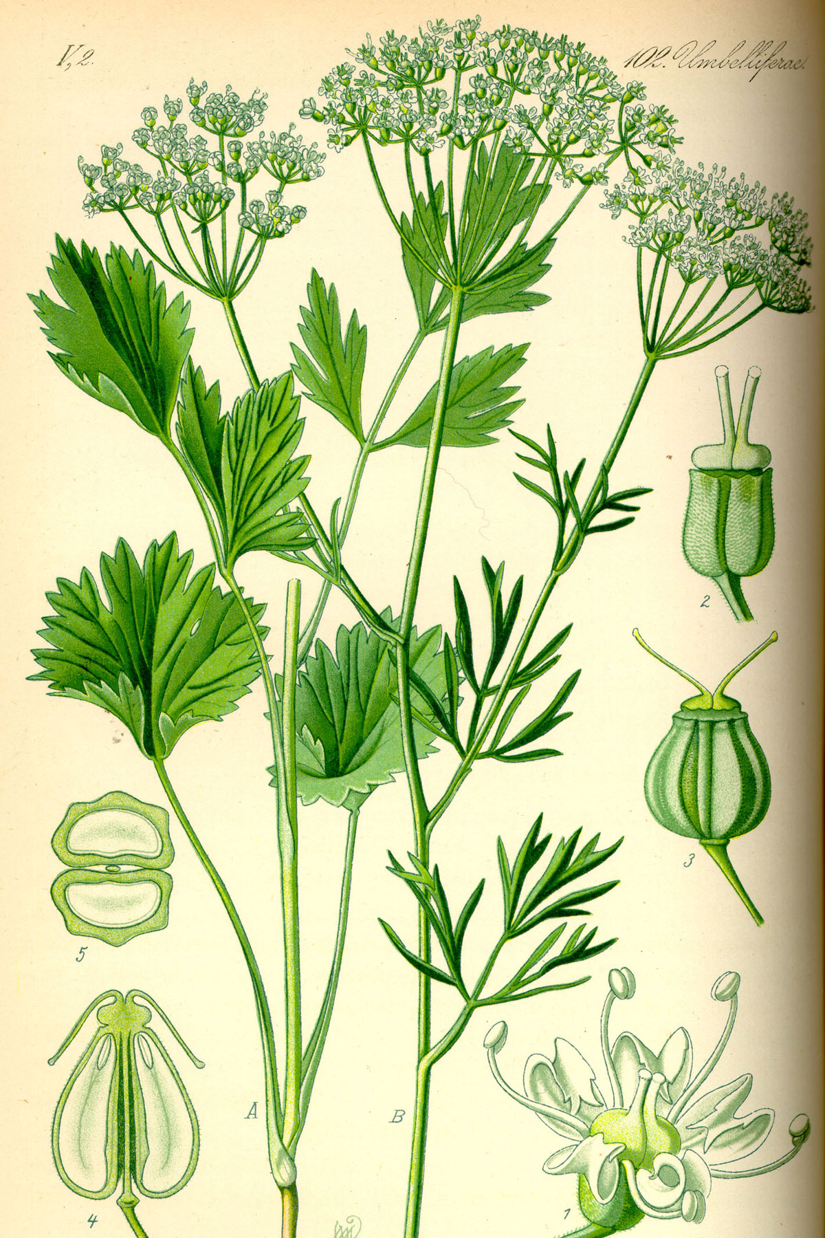 An illustration of anise