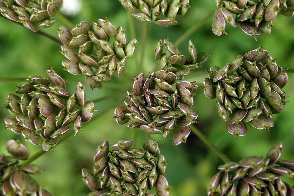 Anise Monograph: Pimpinella Anisum | Herbal Academy | In this anise monograph, you'll learn the history of this fascinating plant along with botanical descriptions and modern uses. 