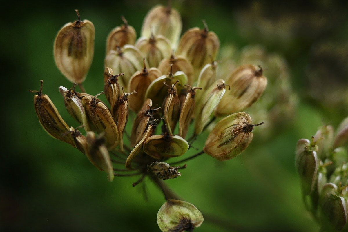 75/750 seeds anise pimpinella anisum herb liquorice flavour 
