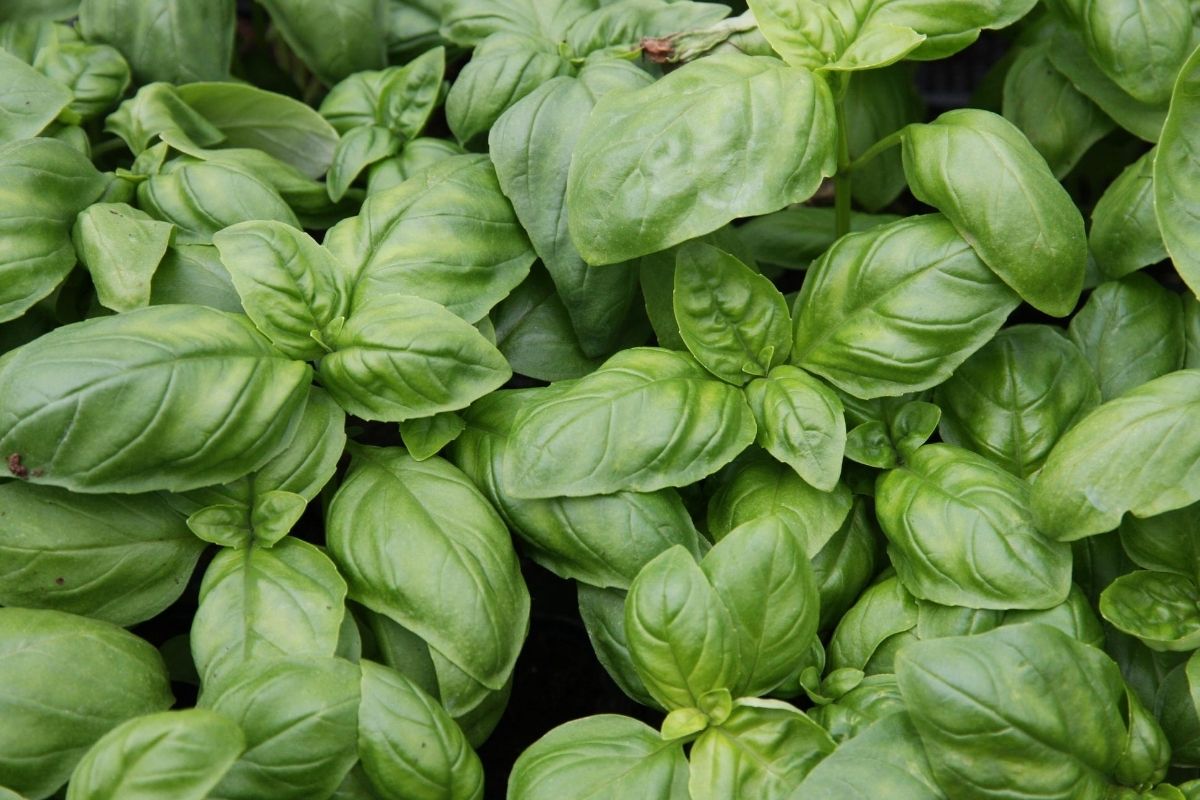 Roots of African American Herbalism: Herbal Use by Enslaved Africans in America | Herbal Academy | African American herbalism is a rich melange of many cultural traditions with deep origins rooted in African history dating back to ancient Egypt.