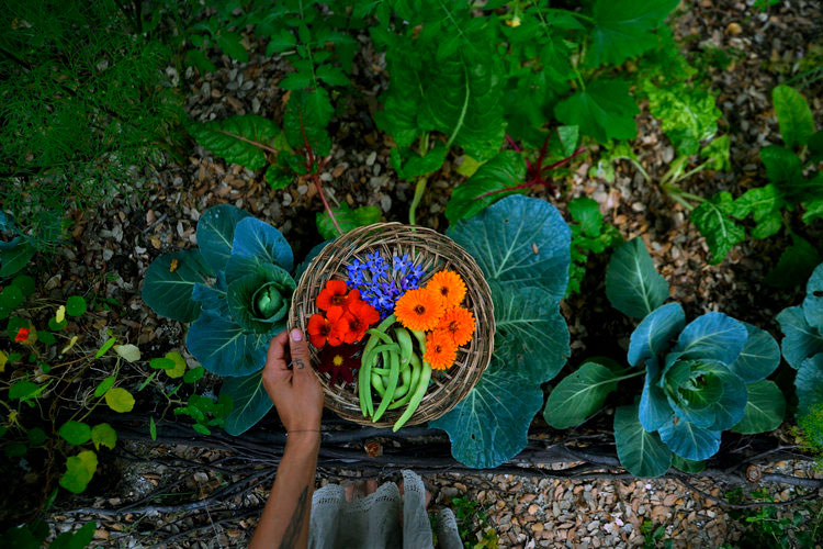 Student Feature: Cat Seixas (@TheOliveTreesAndTheMoon) | Herbal Academy | In the first installment of our Student Feature Series, we chatted with Cat Seixas (@TheOliveTreesAndTheMoon) about how herbalism has impacted her life.