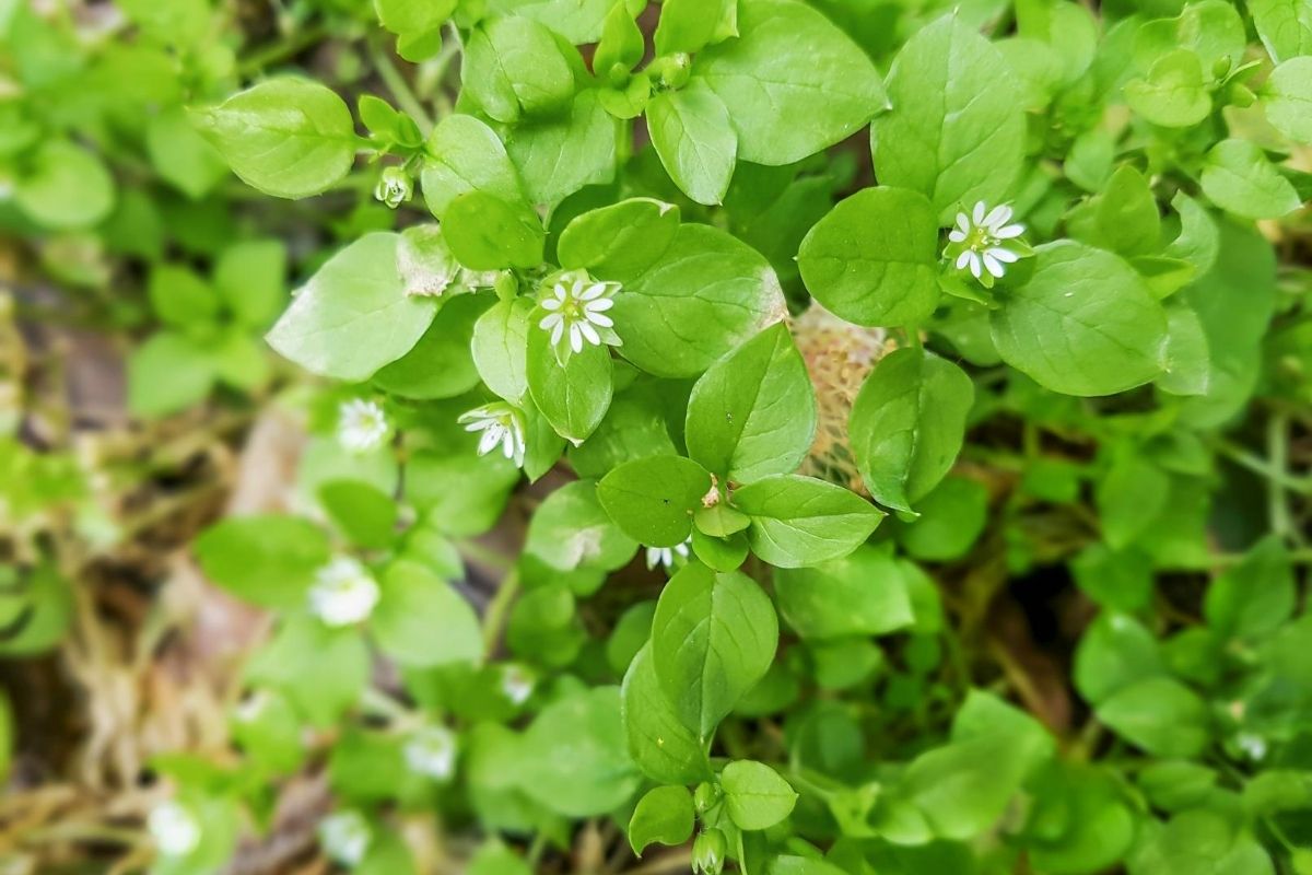 Chickweed