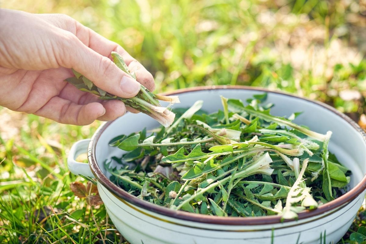 A Foraged Feast: Nutritional Value of Edible Wild Food | Herbal Academy | Learn about the nutritional density of edible wild food varieties, like dandelion, compared to their cultivated counterparts.