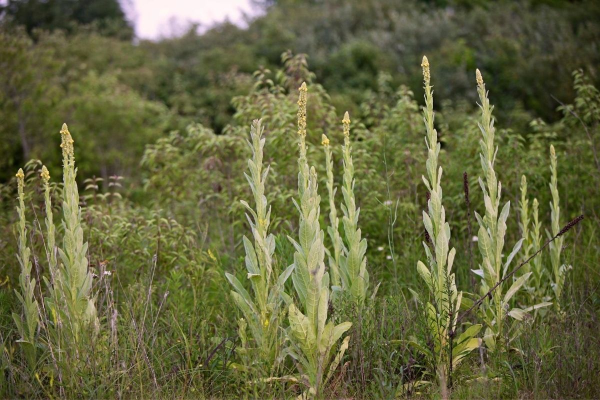 Roots of African American Herbalism: Herbal Use by Enslaved Africans in America | Herbal Academy | African American herbalism is a rich melange of many cultural traditions with deep origins rooted in African history dating back to ancient Egypt.