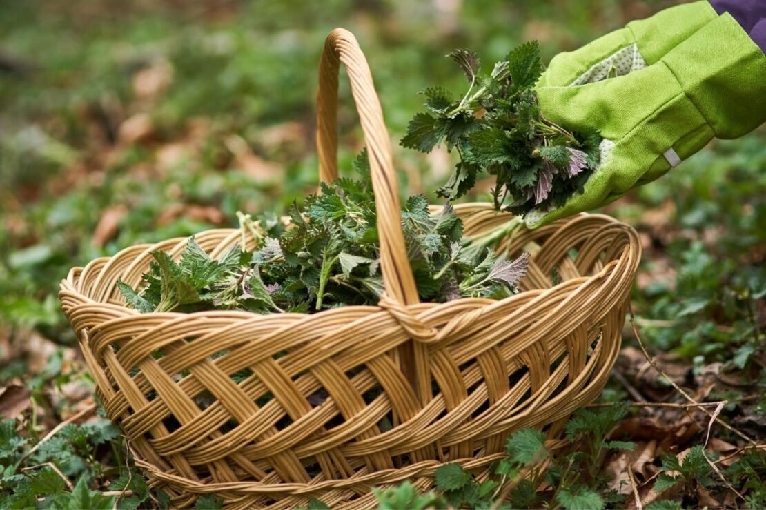 A Foraged Feast: Nutritional Value of Edible Wild Food | Herbal Academy | Learn about the nutritional density of edible wild food varieties, like dandelion, compared to their cultivated counterparts.