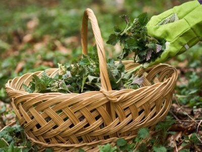 A Foraged Feast: Nutritional Value of Edible Wild Food | Herbal Academy | Learn about the nutritional density of edible wild food varieties, like dandelion, compared to their cultivated counterparts.