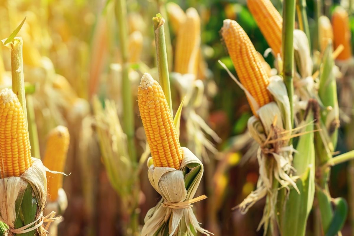 A Foraged Feast: Nutritional Value of Edible Wild Food | Herbal Academy | Learn about the nutritional density of edible wild food varieties, like dandelion, compared to their cultivated counterparts.