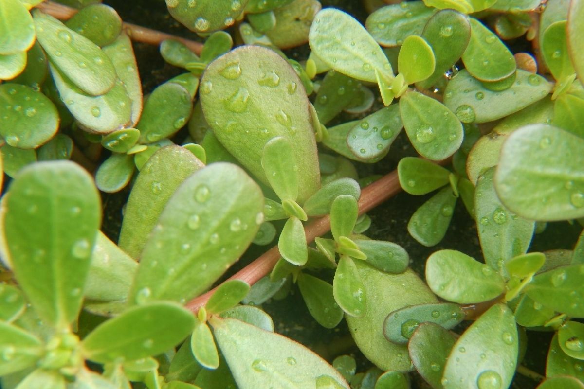 A Foraged Feast: Nutritional Value of Edible Wild Food | Herbal Academy | Learn about the nutritional density of edible wild food varieties, like dandelion, compared to their cultivated counterparts.