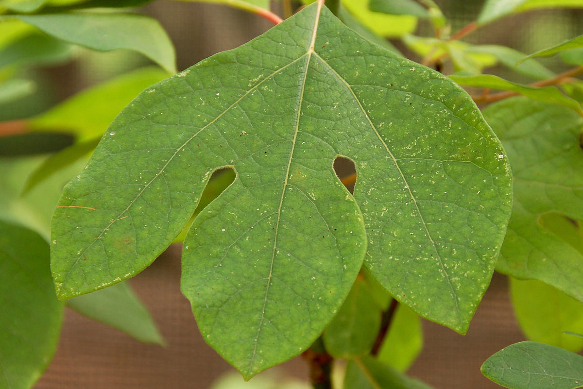 Roots of African American Herbalism: Herbal Use by Enslaved Africans in America | Herbal Academy | African American herbalism is a rich melange of many cultural traditions with deep origins rooted in African history dating back to ancient Egypt.