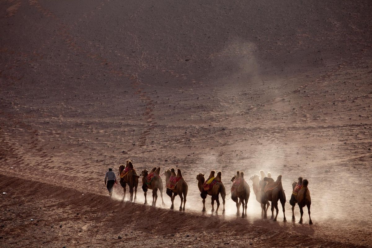 camels walking through the desert