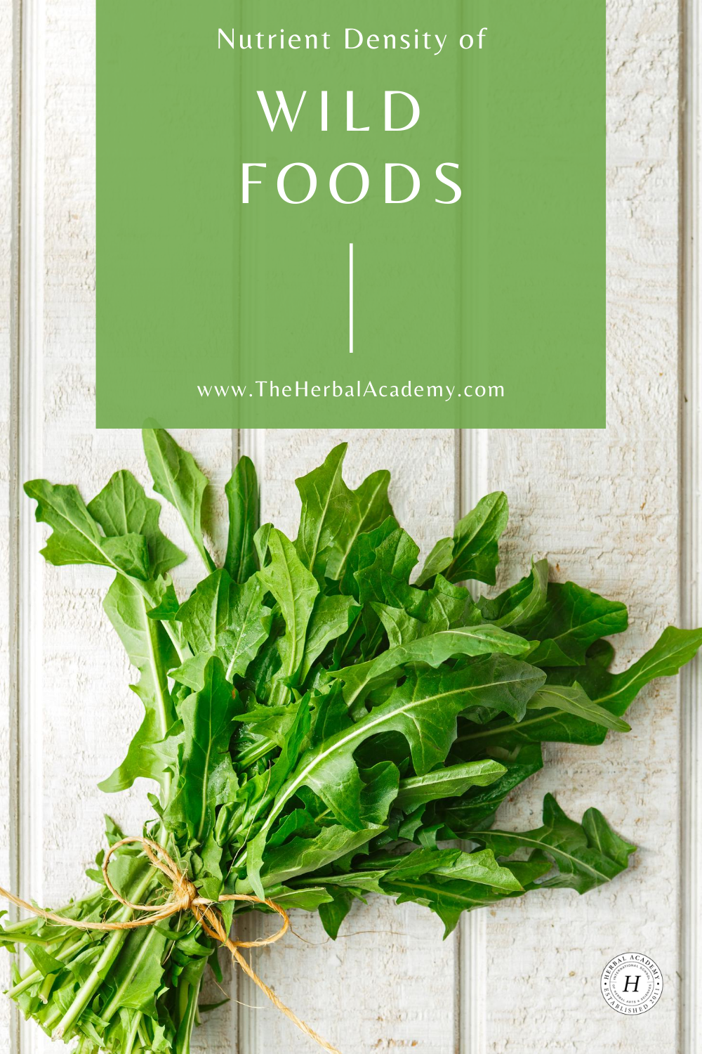 A Foraged Feast: Nutritional Value of Edible Wild Food | Herbal Academy | Learn about the nutritional density of edible wild food varieties, like dandelion, compared to their cultivated counterparts.