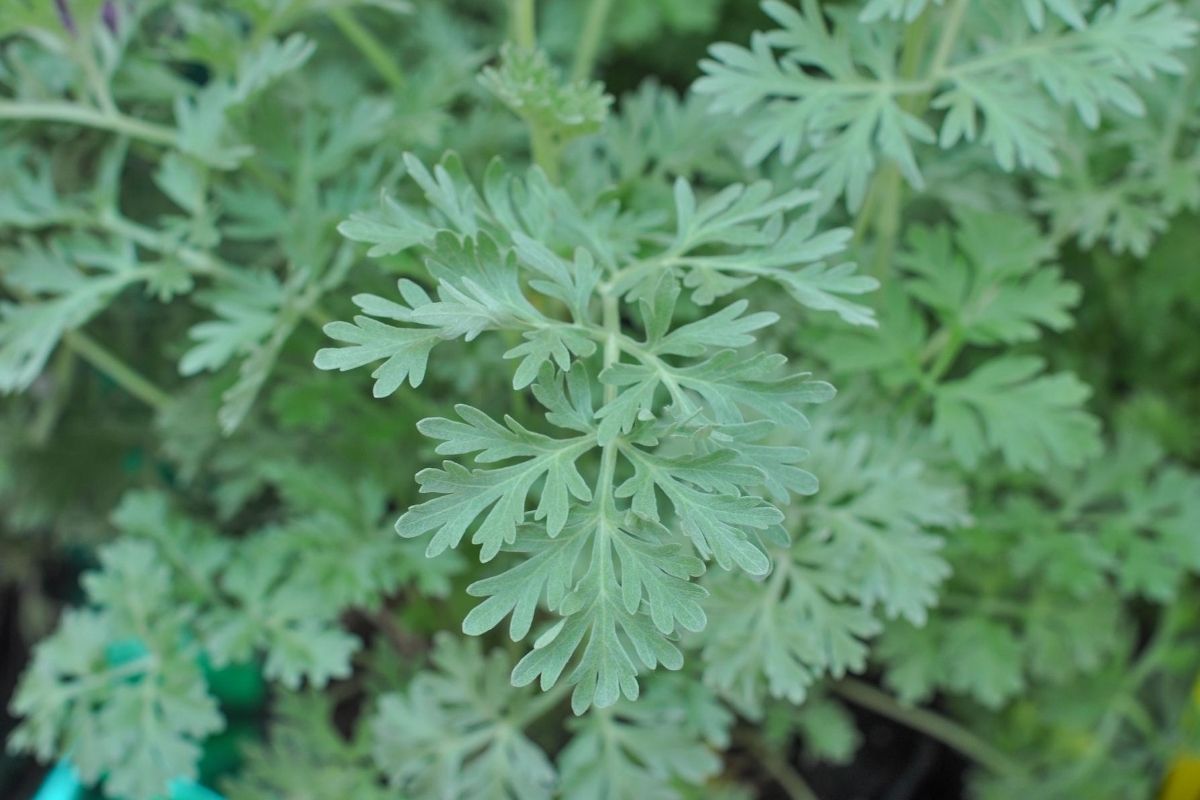 Roots of African American Herbalism: Herbal Use by Enslaved Africans in America | Herbal Academy | African American herbalism is a rich melange of many cultural traditions with deep origins rooted in African history dating back to ancient Egypt.