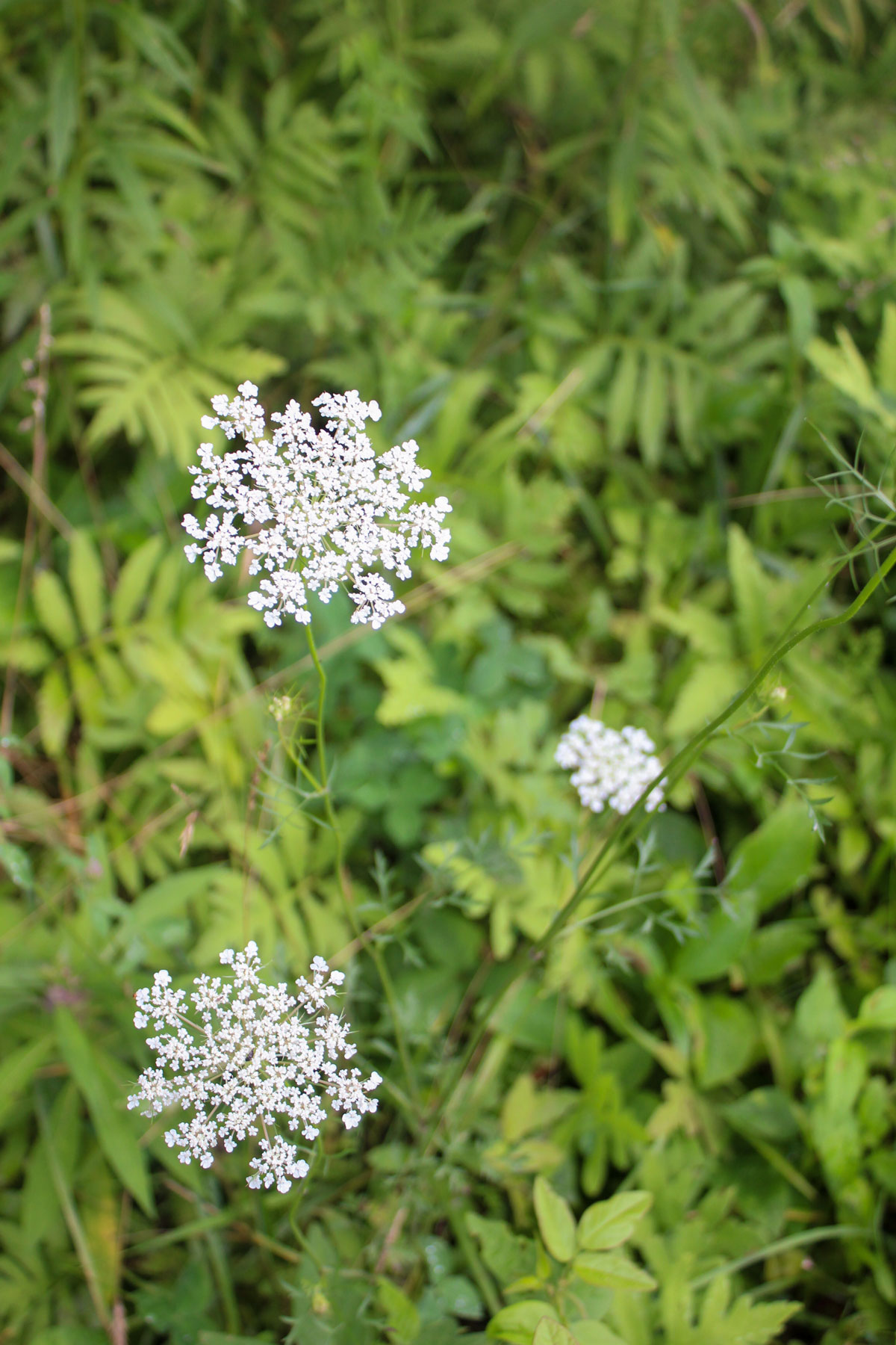 Queen Anne's lace flower growing in a field