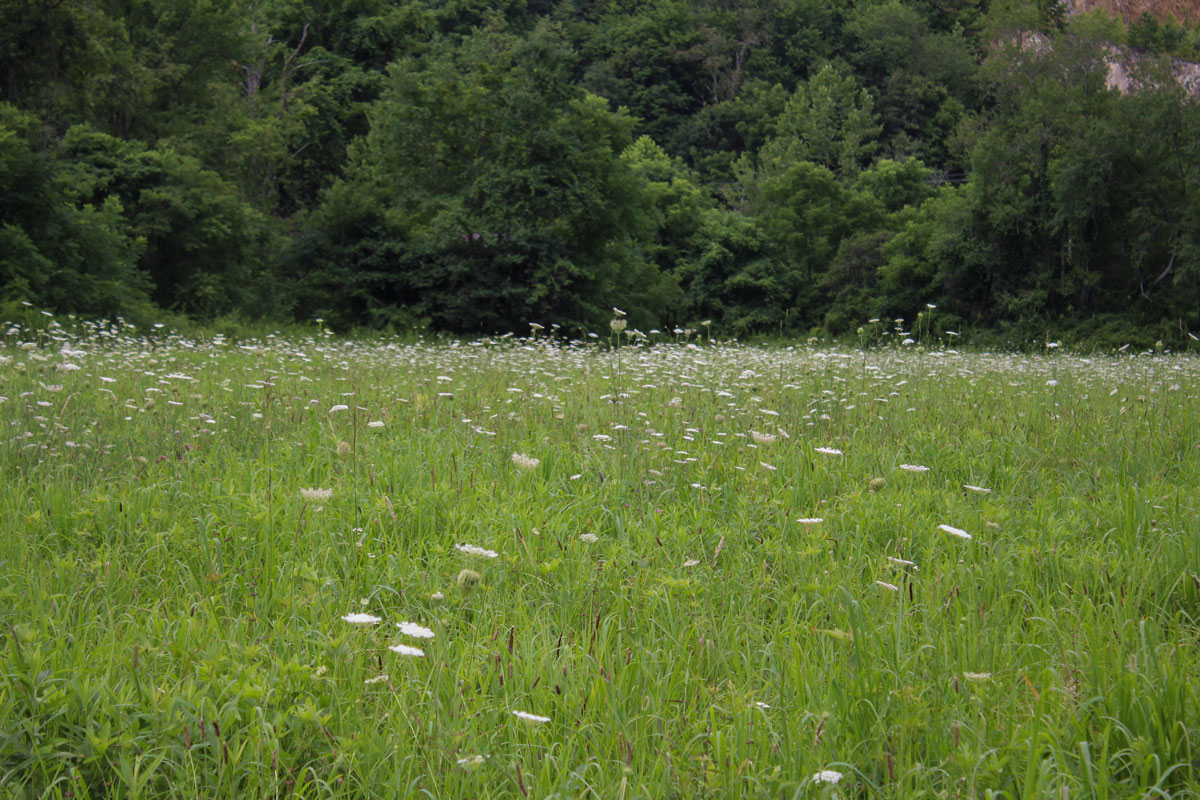 Queen Anne's lace (Daucus carota) growing in a field 