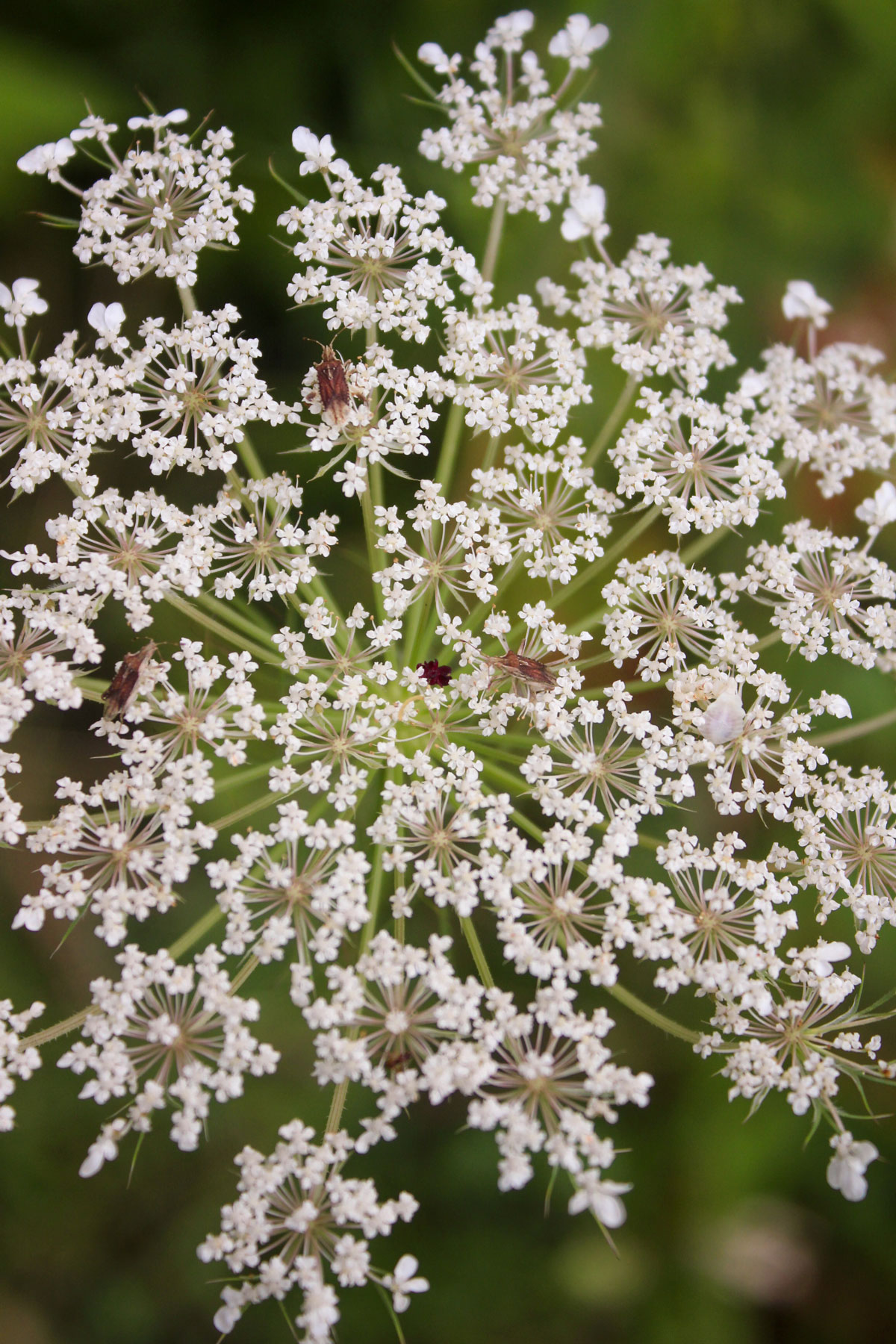Look very closely to see the tiny burgandy dot in the center of Queen Anne's Lace flowers