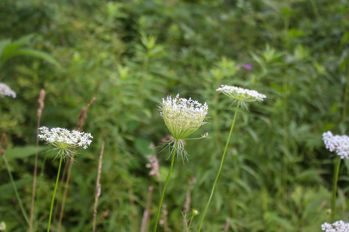 Lace Flowers 