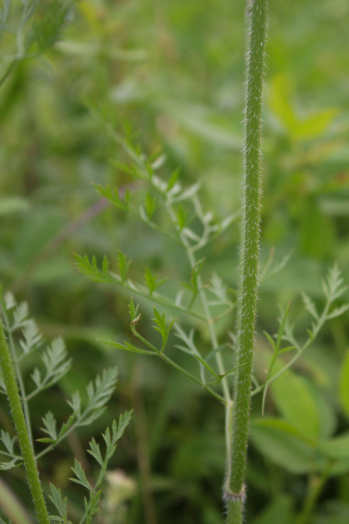 Queen Anne's Lace Part II: Traditional Use of Daucus Carota