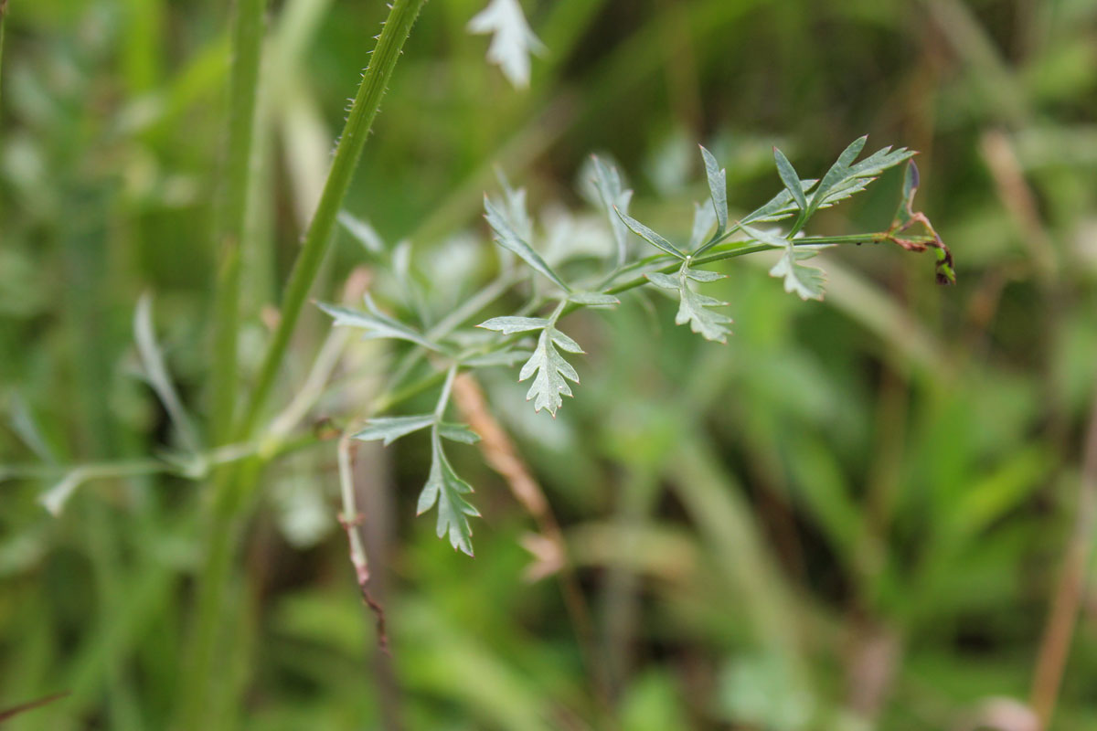 Queen Anne's Lace leaves