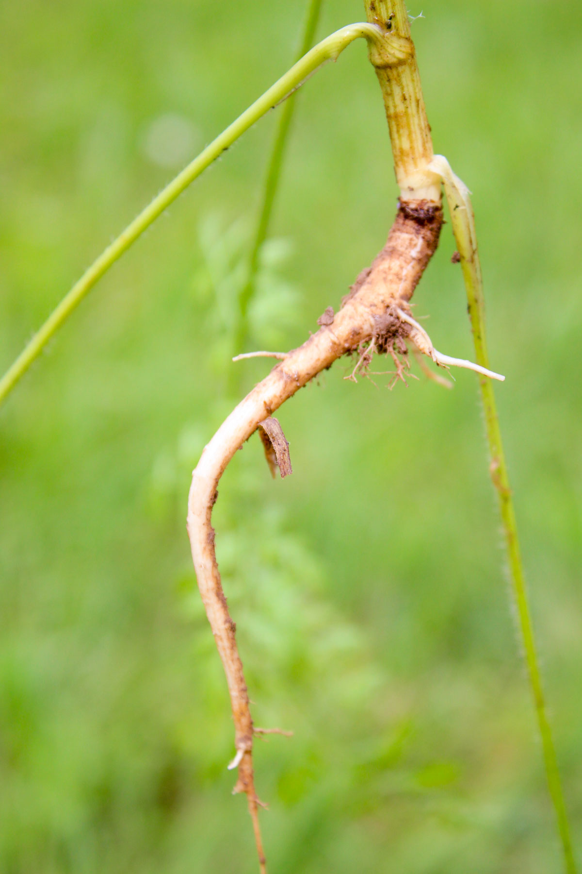 Daucus carota root