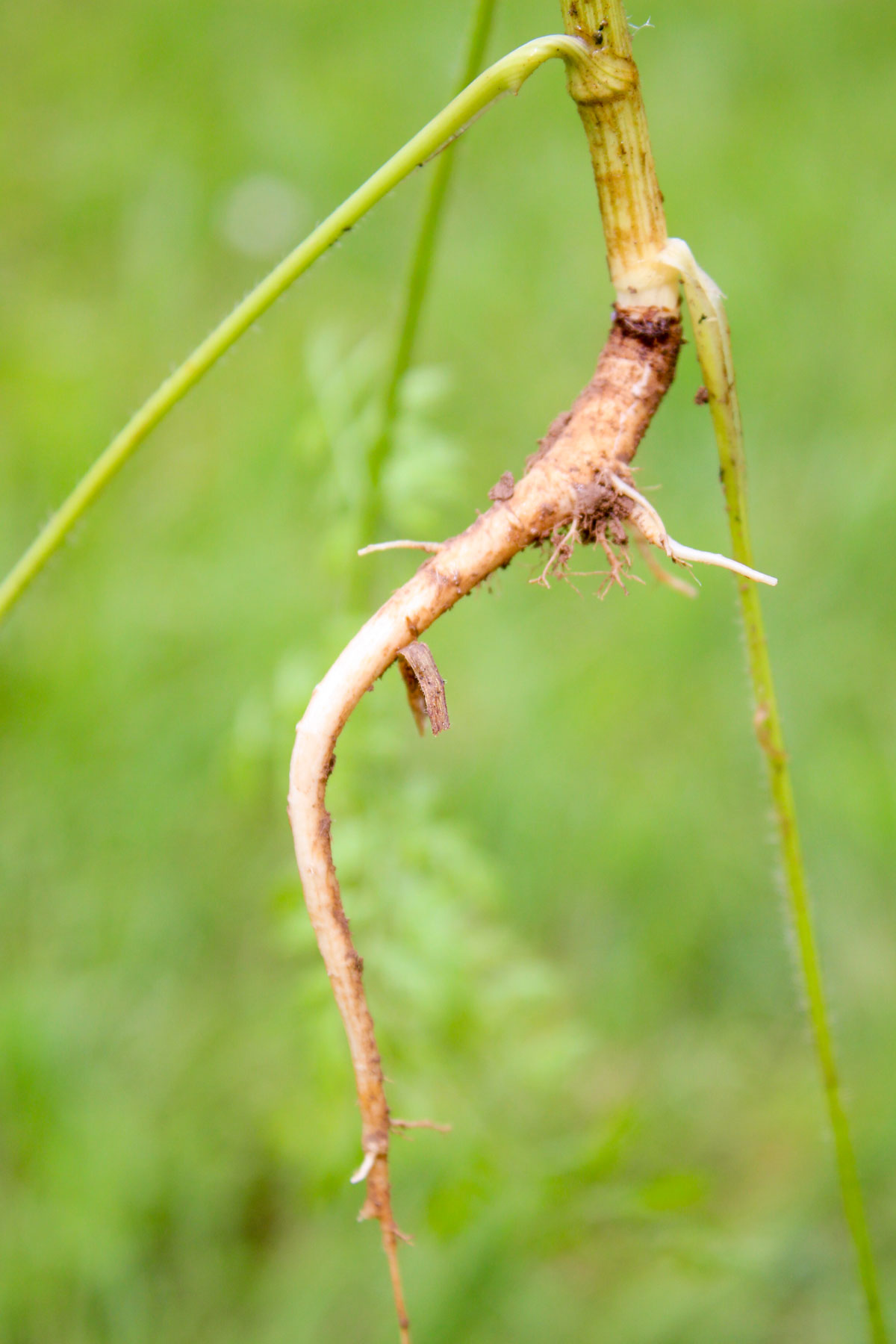 Queen Annes Lace root