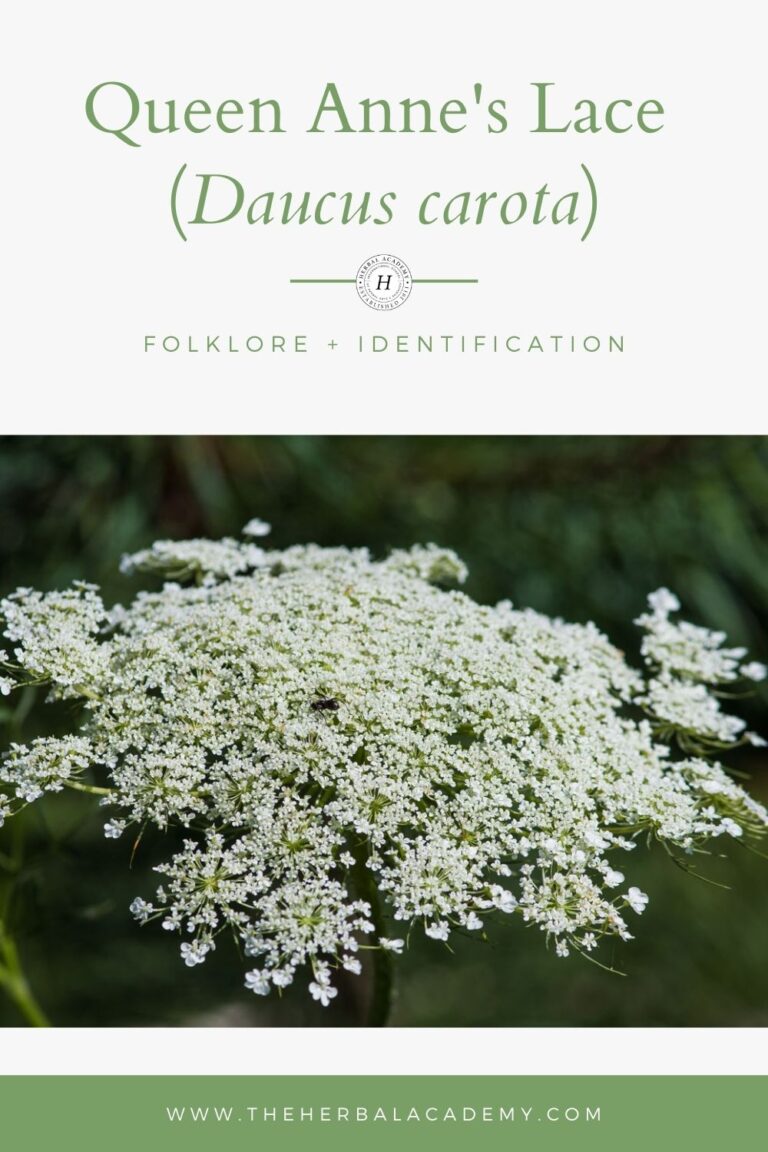 Queen Anne’s Lace Part I: Folklore and Identification – Herbal Academy