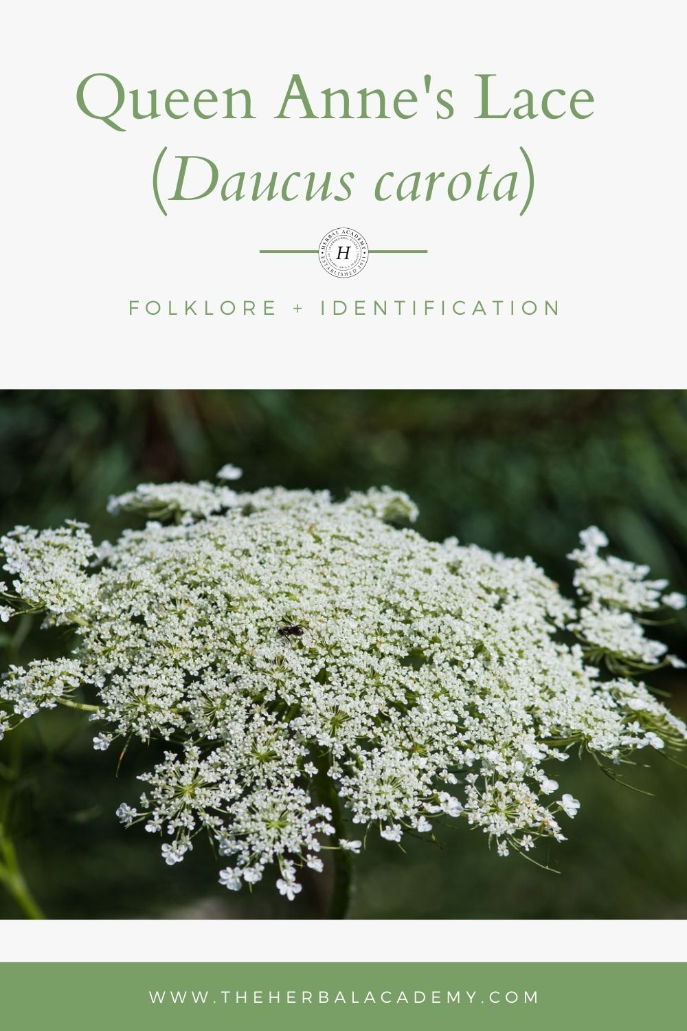 Queen Anne’s Lace Part I: Folklore and Identification  | Herbal Academy | Learn the history and lore behind Queen Anne's lace (Daucus carota) along with tips for how to safely identify this wild herb. 