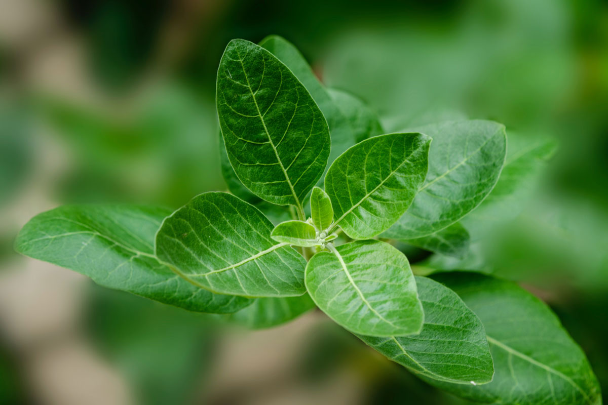 As a Black Herbalist, These are my 3 Favorite Herbalism Books | Herbal Academy | Herbalist and blogger Kendra Payne shares and summarizes her three favorite herbalism books written by black authors.