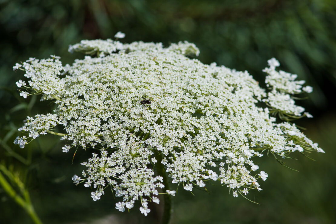 Queen Anne's Lace: Facts & Folklore - Farmers' Almanac