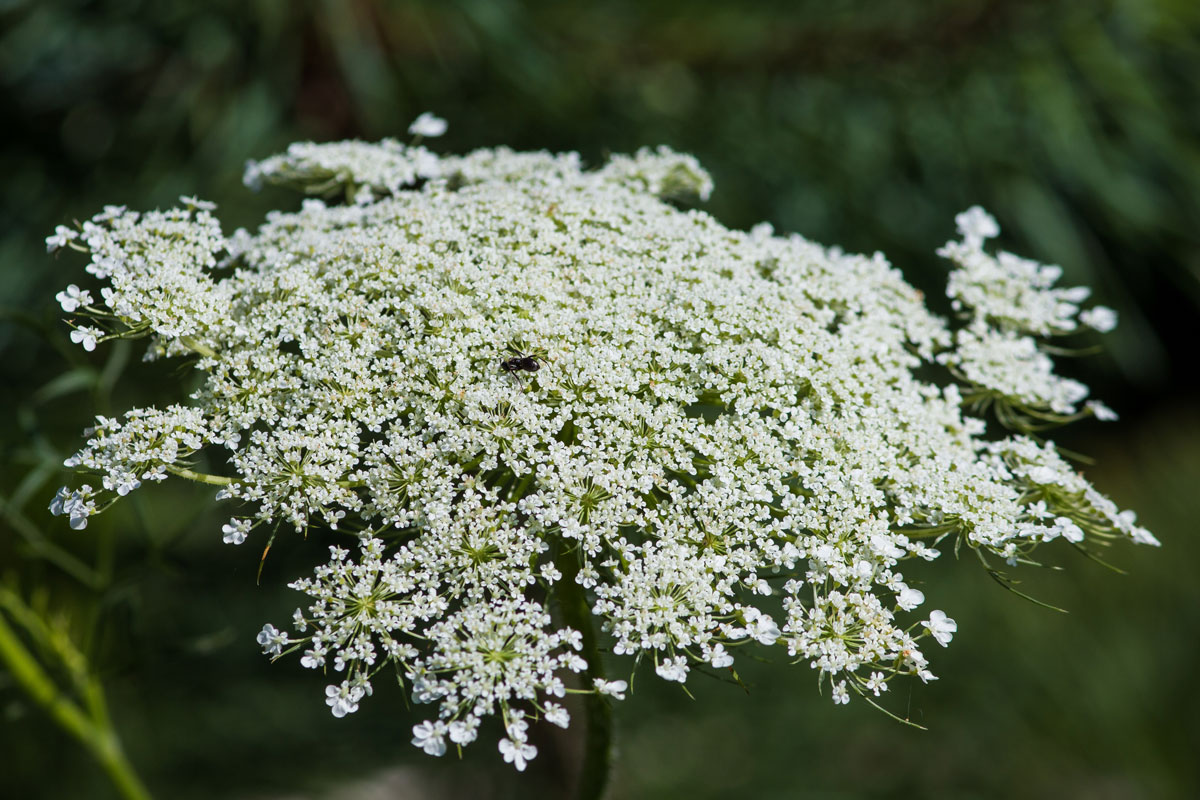 Queen Anne's lace — Missouri Herbs