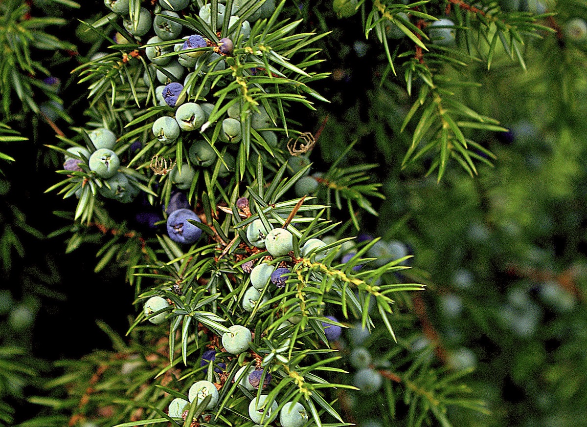 Juniper berries on a tree