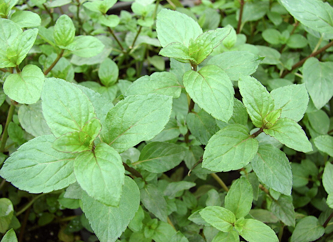 3 Supportive Uses for Peppermint You Need to Know by Herbal Academy