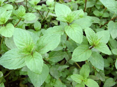 3 Supportive Uses for Peppermint You Need to Know by Herbal Academy