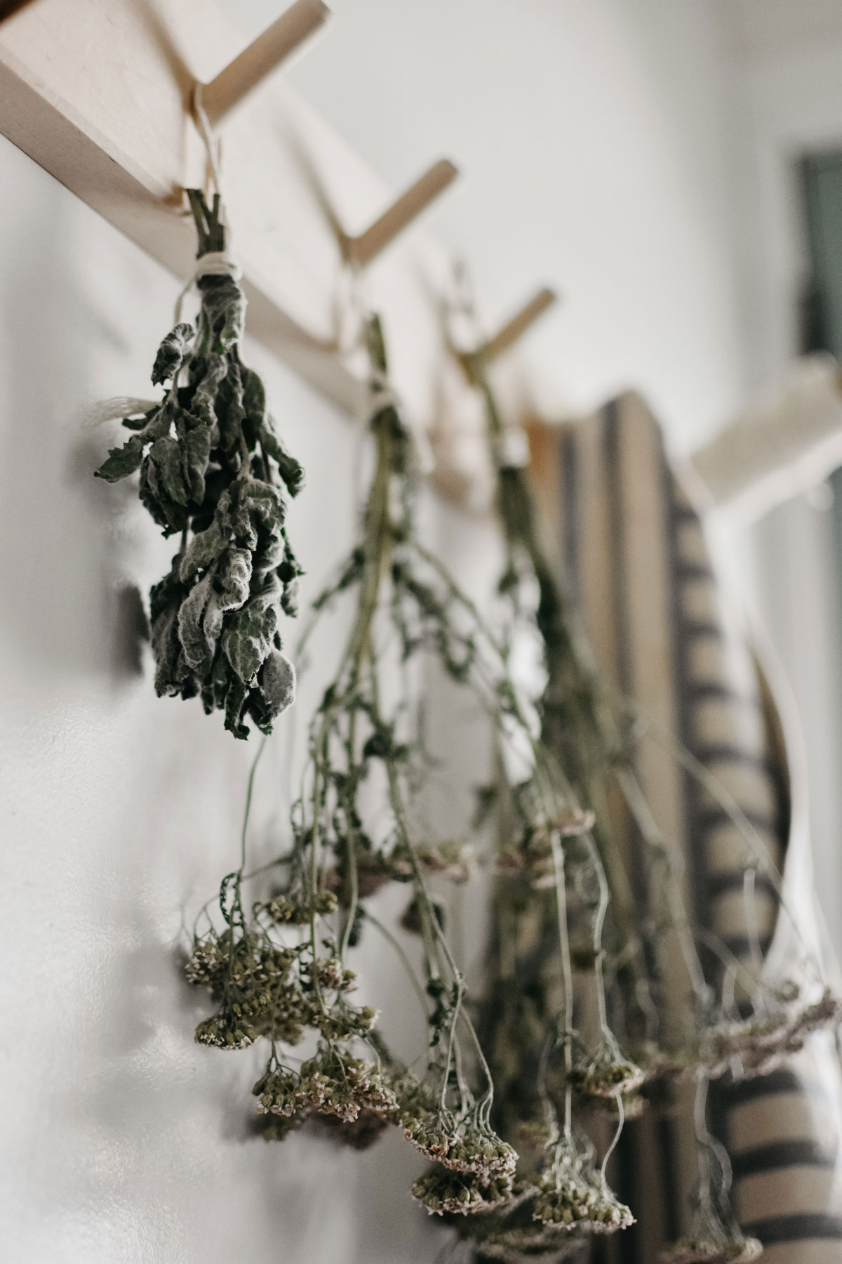 Herbs hanging on a coat rack to dry