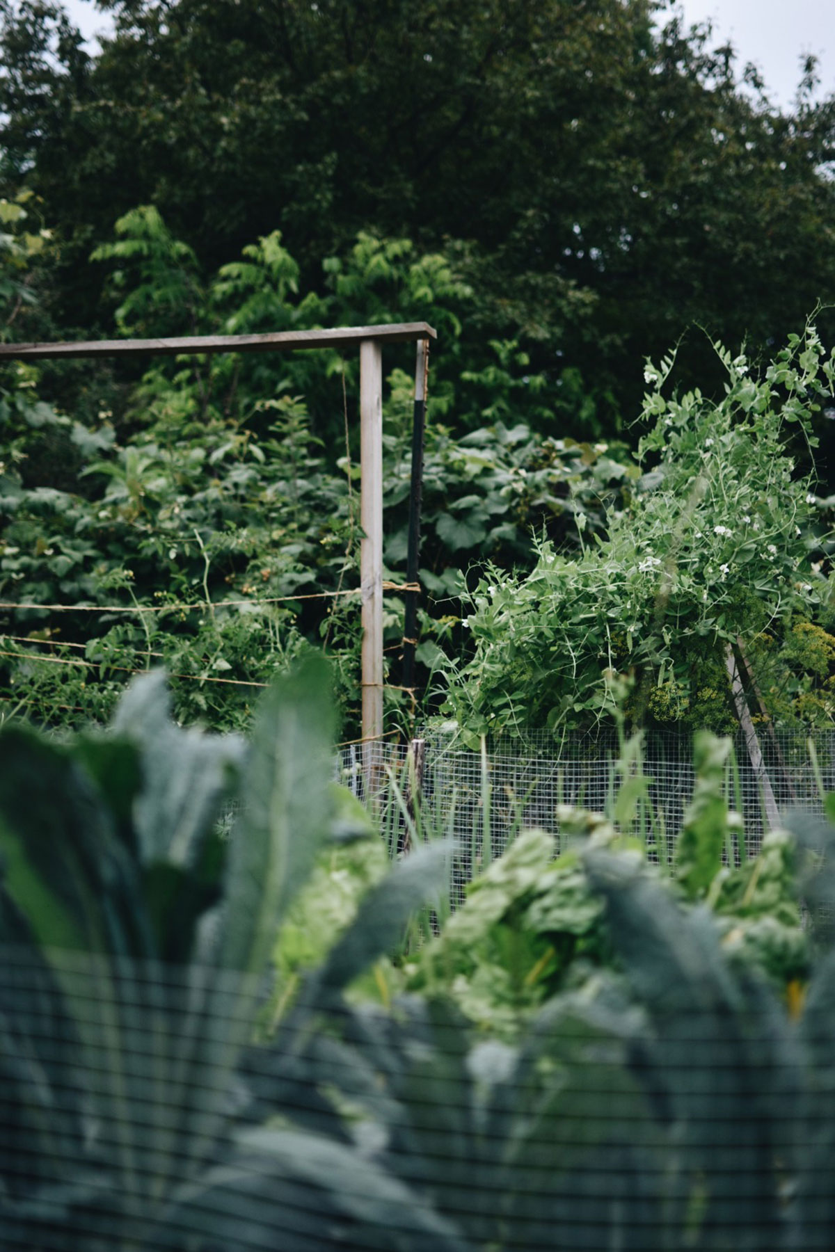 Alyson's backyard garden