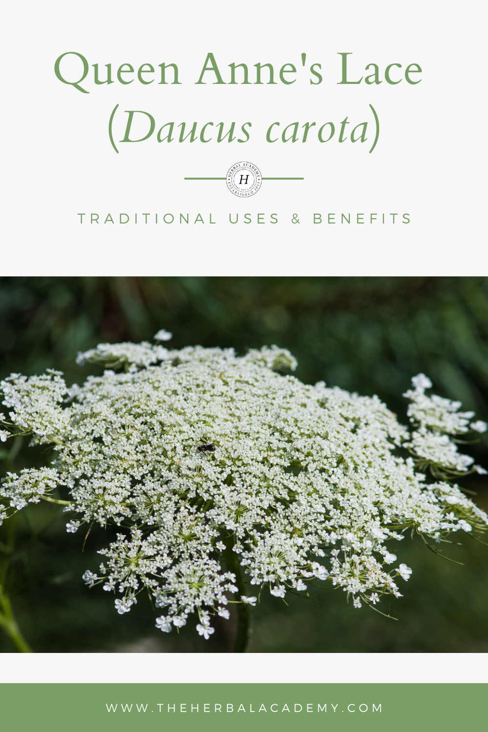 Queen Anne’s Lace Part II: Traditional Use of Daucus Carota  | Herbal Academy | Queen Anne’s lace (Daucus carota) is a fascinating plant with a long and storied past. In this post, we'll examine its traditional use. 