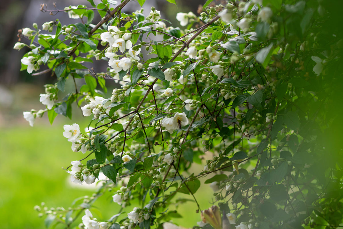 Jasmine is a featured ingredient in this DIY room spray