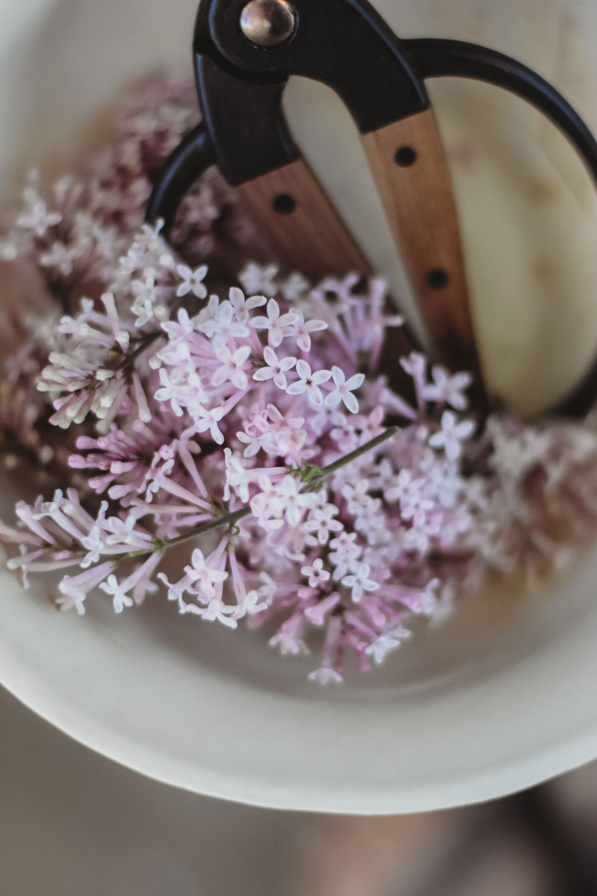 What is enfleurage? A bowl of lilac flowers with scissors