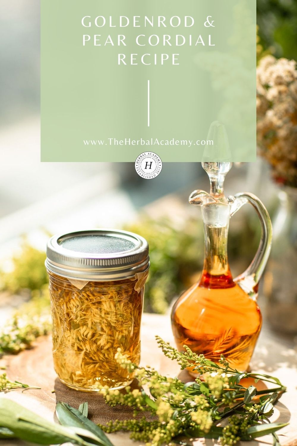 Using Goldenrod: A Late Summer Cordial Recipe  | Herbal Academy | People have been using goldenrod for centuries. Learn how, plus access a recipe for Goldenrod and Pear Late Summer Cordial. 