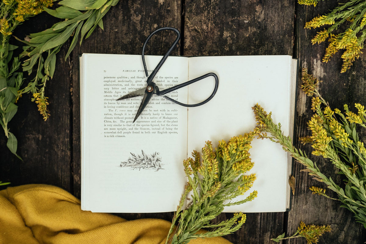 A book open on a table where someone is learning about using goldenrod