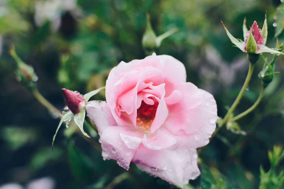 Rose is another featured ingredient in this DIY room spray