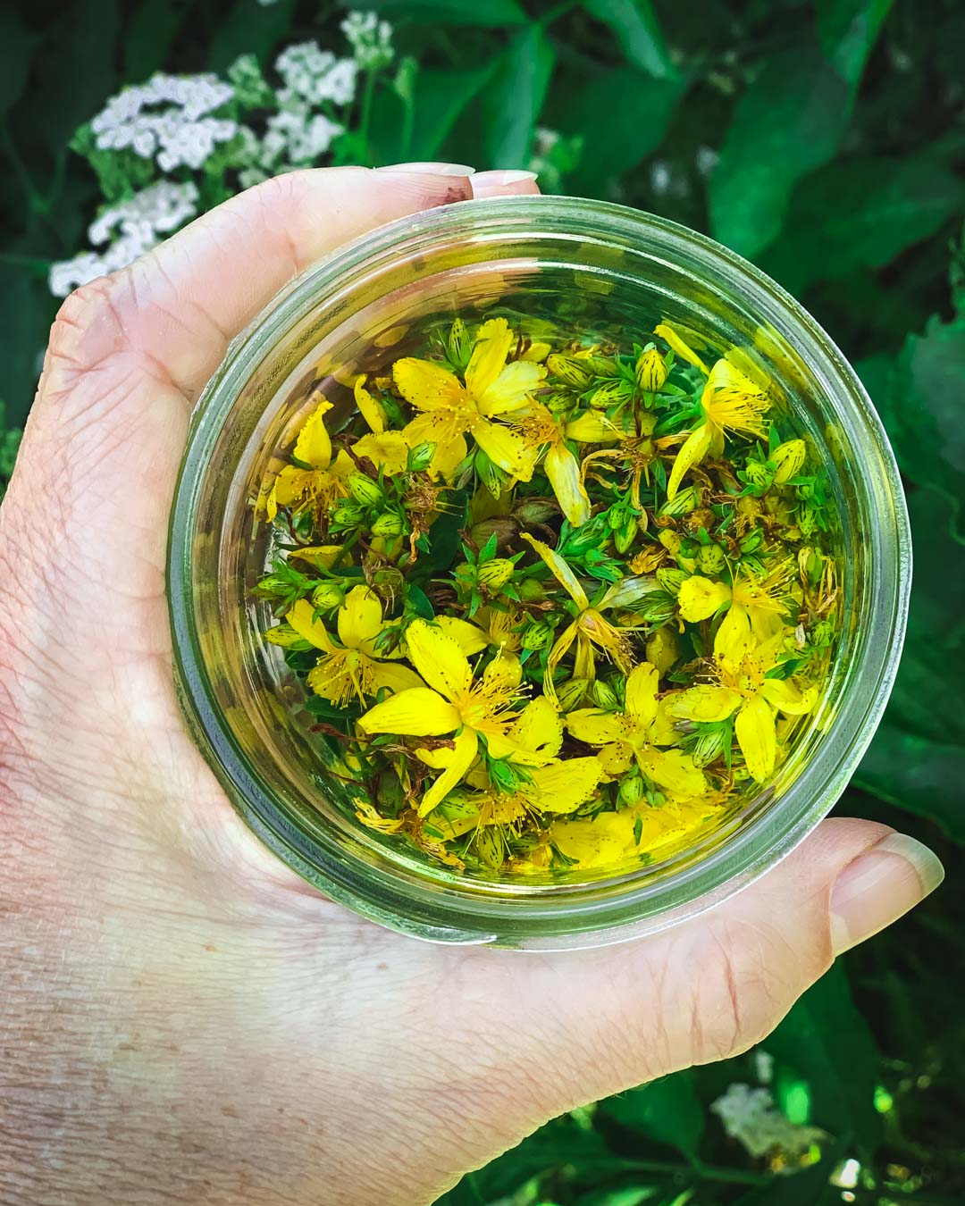 A jar of St. Johns wort flowers