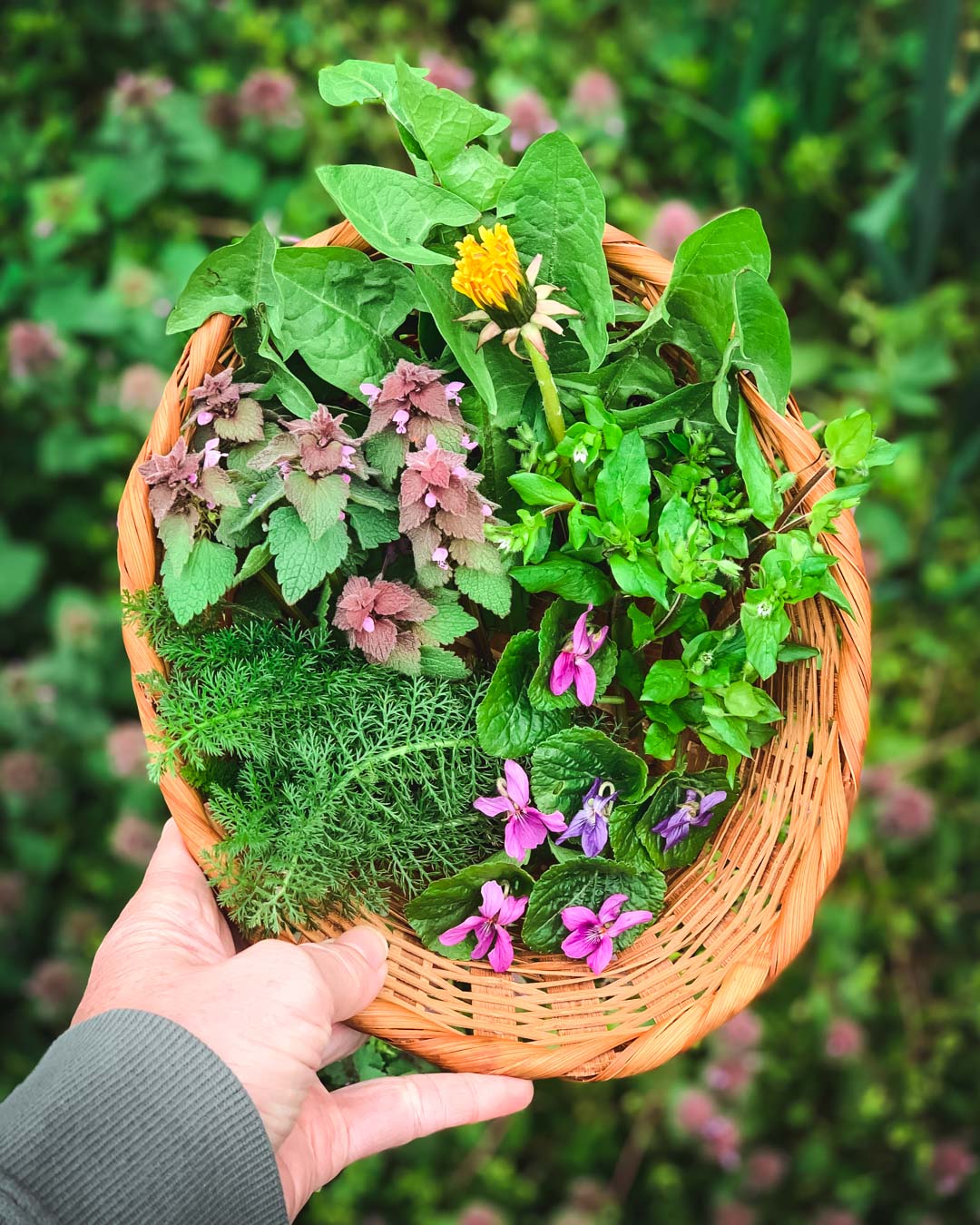 basket of foraged plants