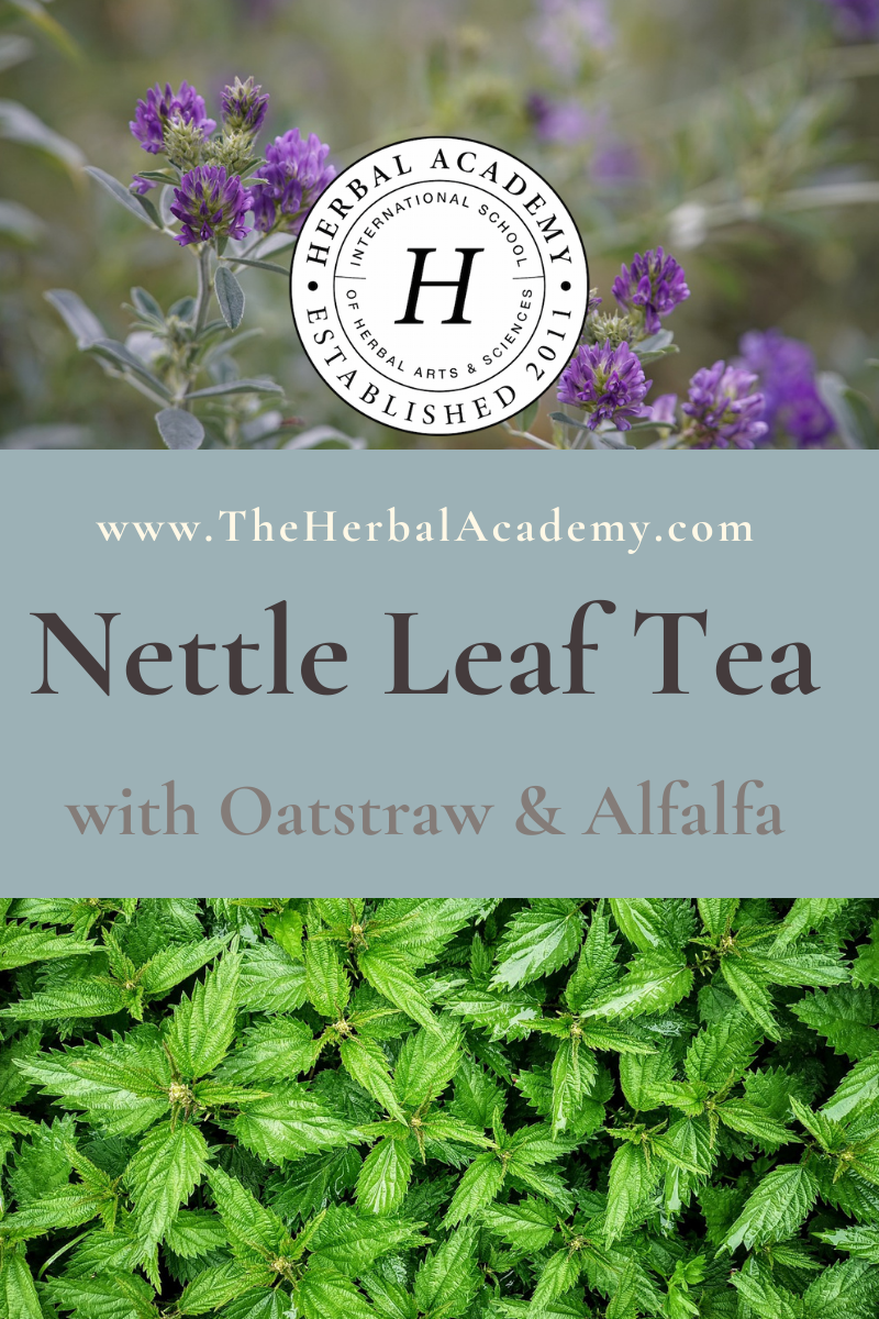 Nettle Leaf Nursing Tea with Oatstraw and Alfalfa | Herbal Academy | Nursing tea, sometimes referred to as lactation tea, is an nettle leaf tea blend thought to promote milk supply in nursing mothers.