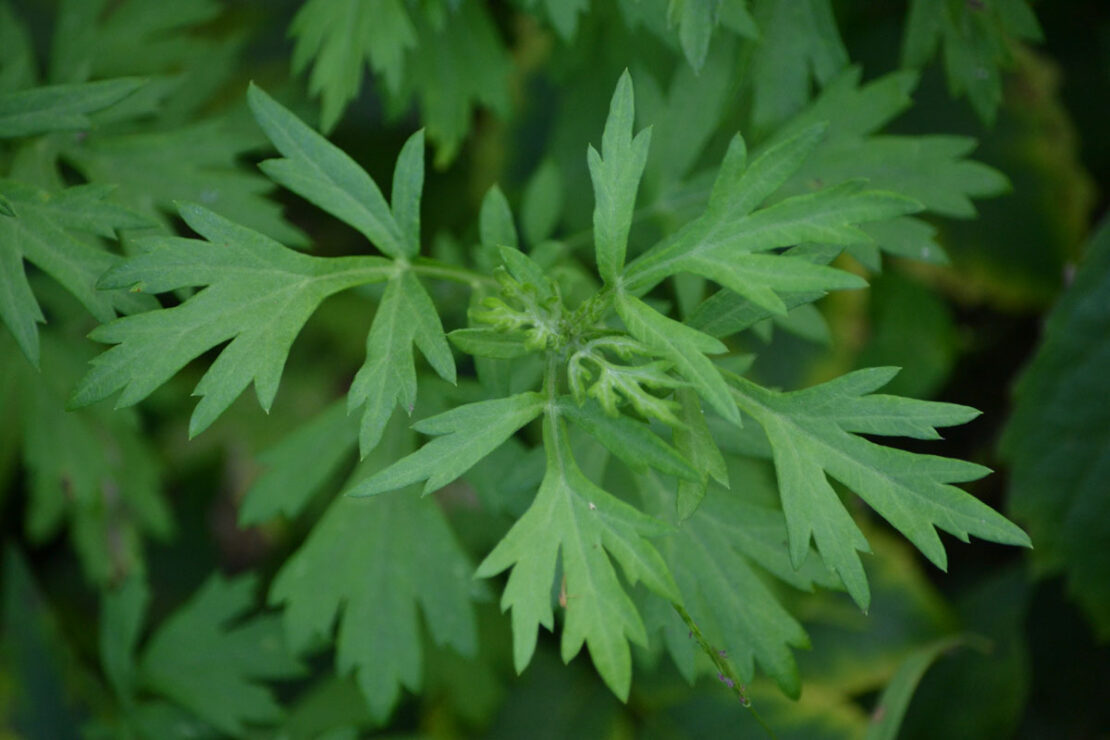 How to Use Mugwort for Dreams, Sleep, and More Herbal