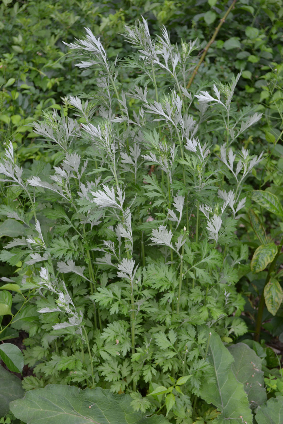 Mugwort growing in a garden