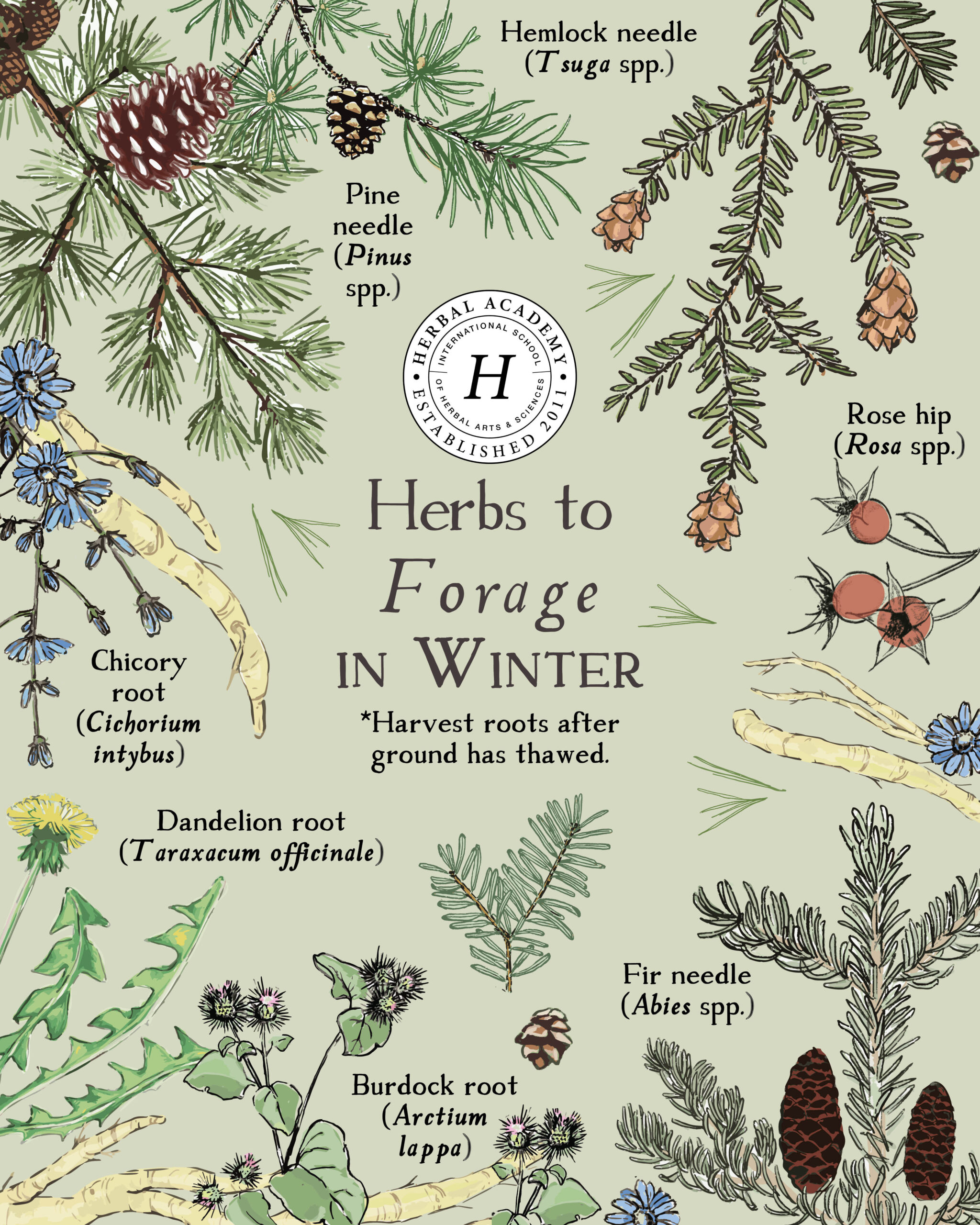 Herbs to Forage in Winter graphic