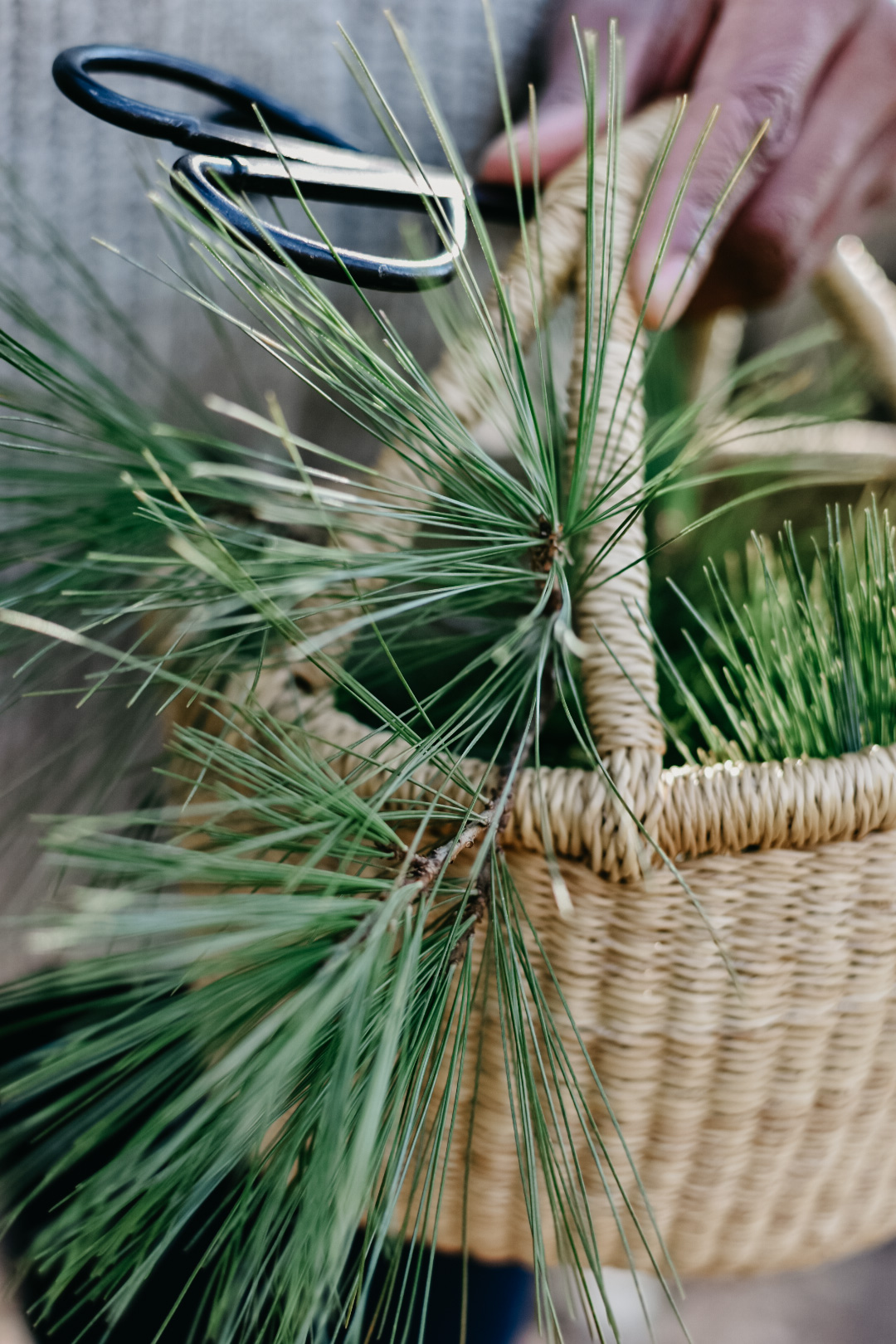 Pine needles in a whicker basket for a winter foraging adventure.