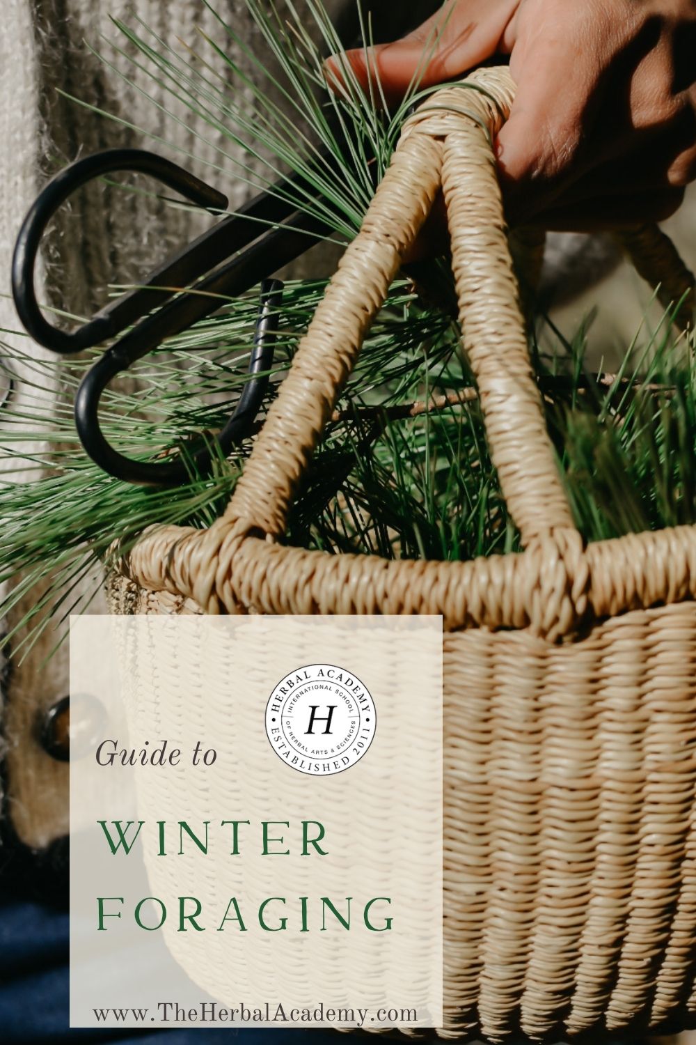 Winter Foraging with White Pine — Solidago School of Herbalism