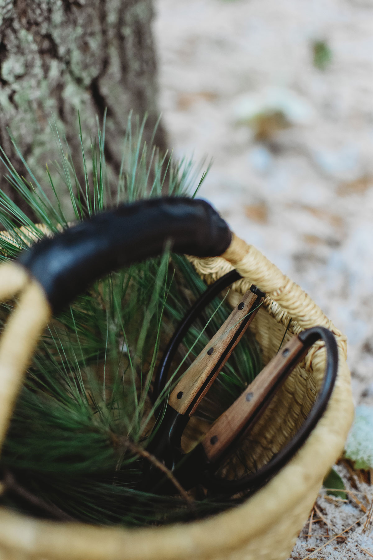 A whicker basket for a winter foraging journey, filled with pine needles and harvest shears.